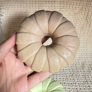 Donut Slow Rise Squishy